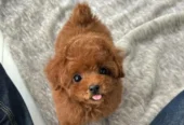 Toy poodle puppies for sale