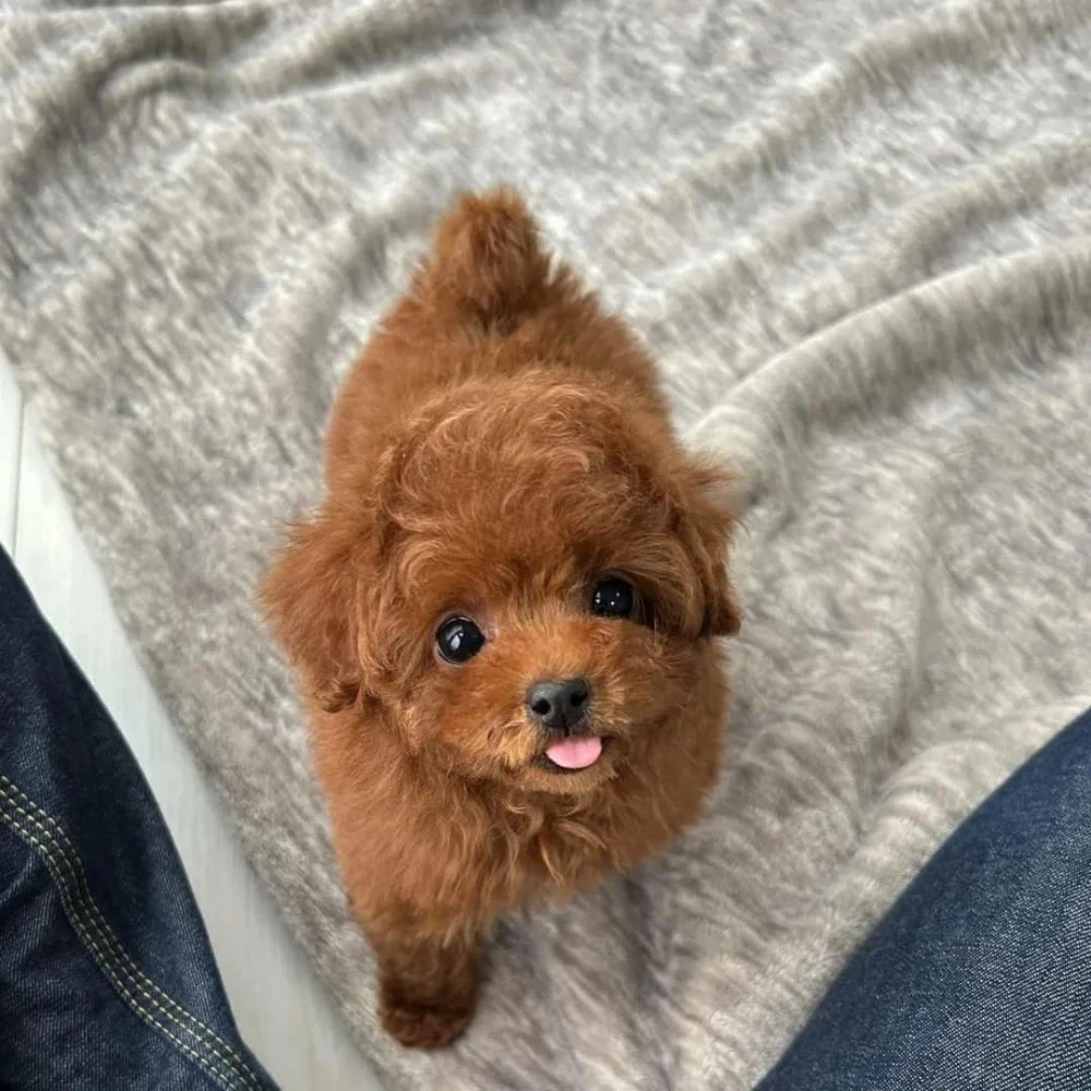 Toy poodle puppies for sale