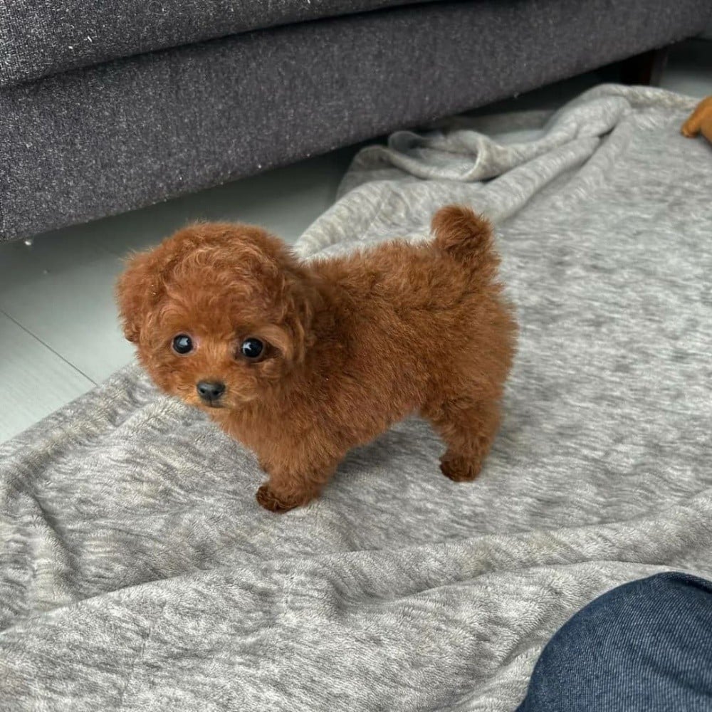 Toy poodle puppies for sale