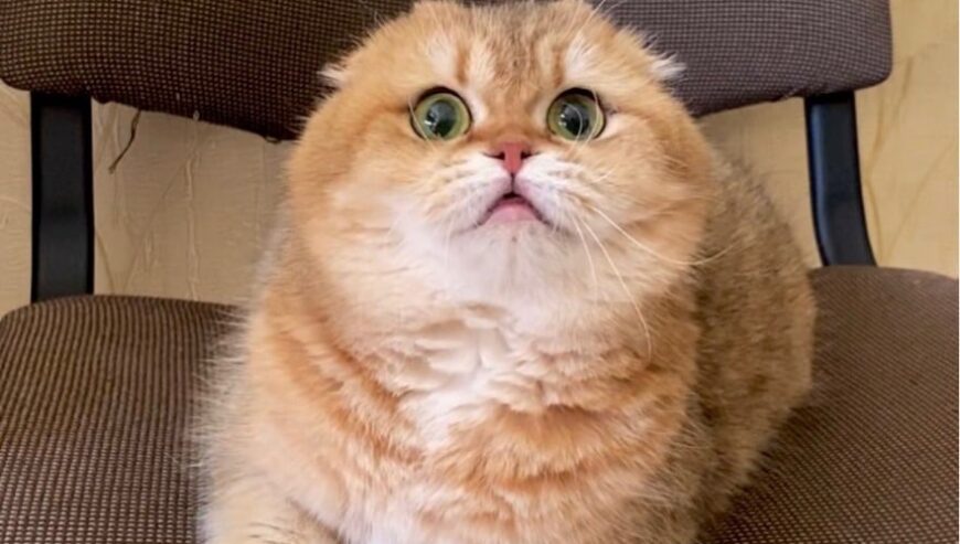 British scotch cat