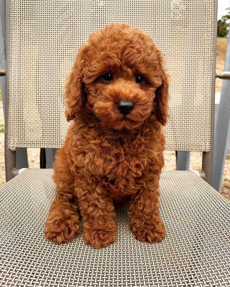 Poodle Puppies For Sale