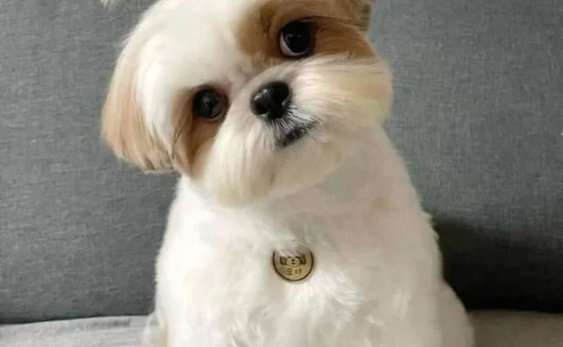 Shih Tzu puppies Available