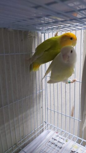 Opline pair
