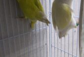 Opline pair
