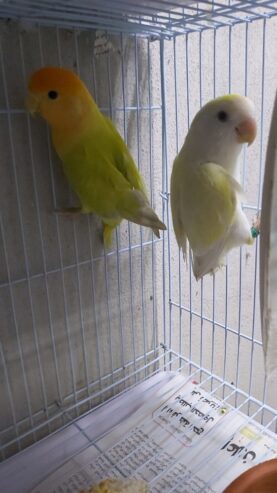 Opline pair