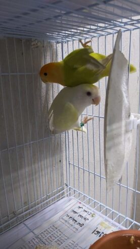 Opline pair