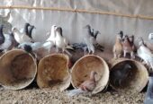 Zajel Pigeons For Sell