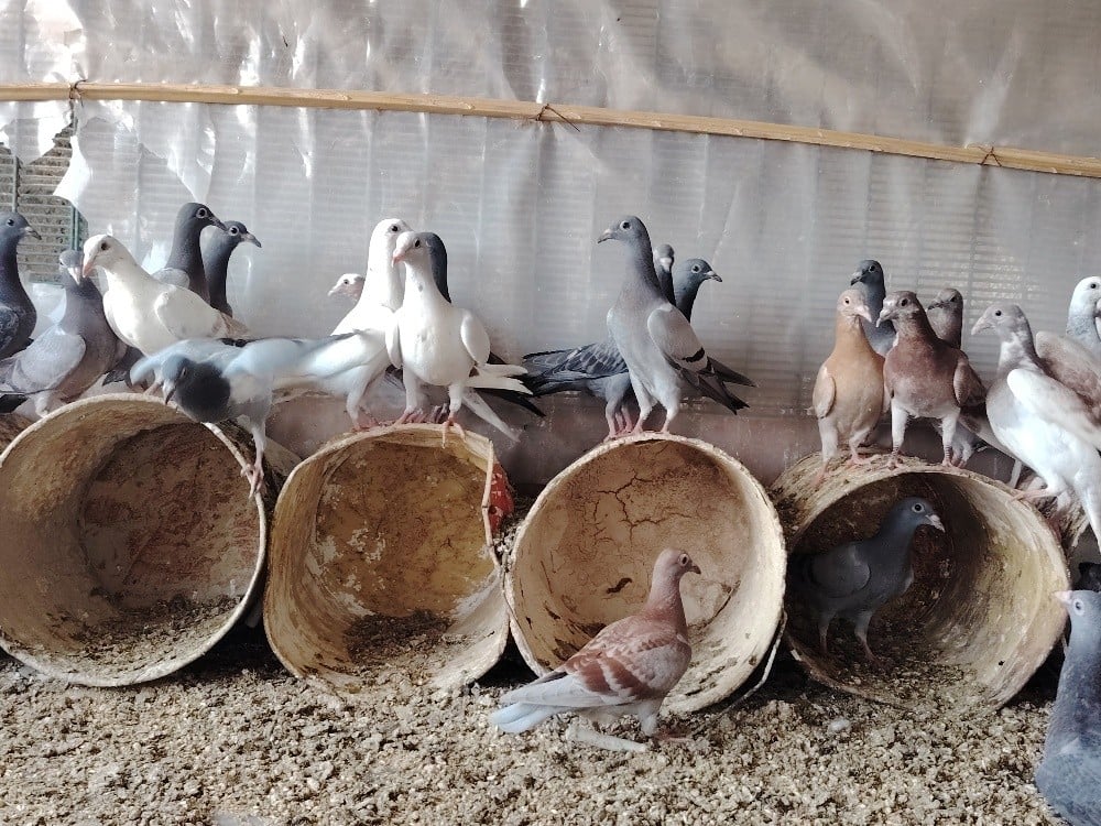 Zajel Pigeons For Sell