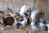 Zajel Pigeons For Sell