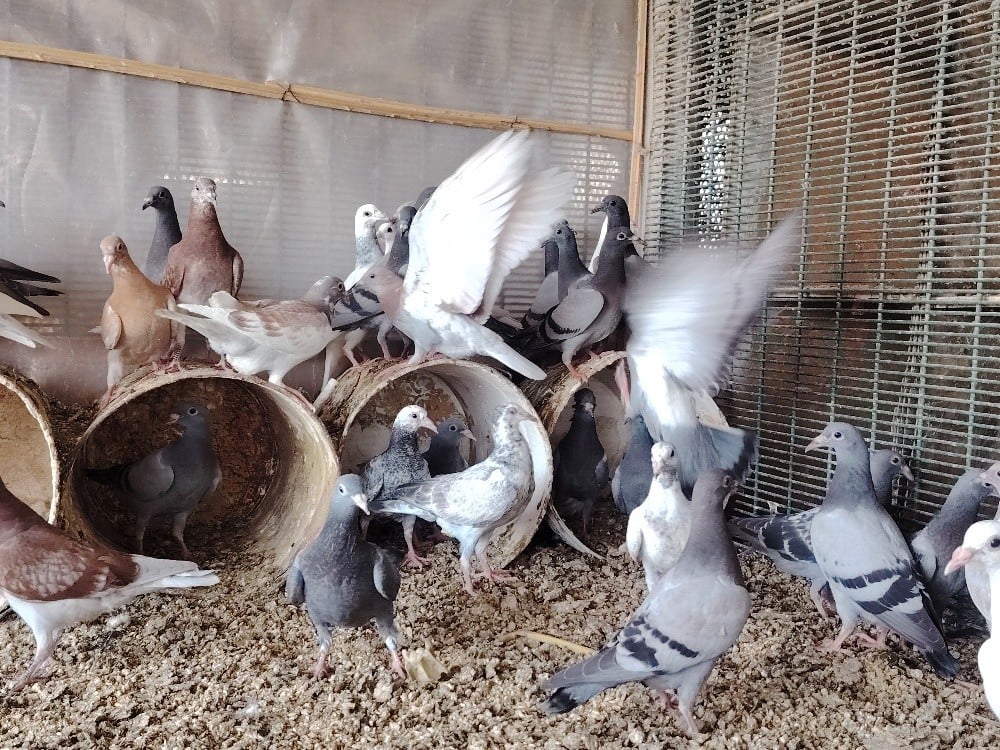 Zajel Pigeons For Sell