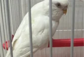 white birds for sale