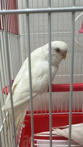 white birds for sale
