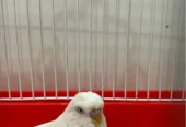 white birds for sale