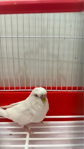 white birds for sale