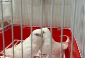white birds for sale
