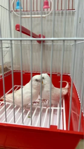 white birds for sale