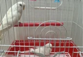 white birds for sale
