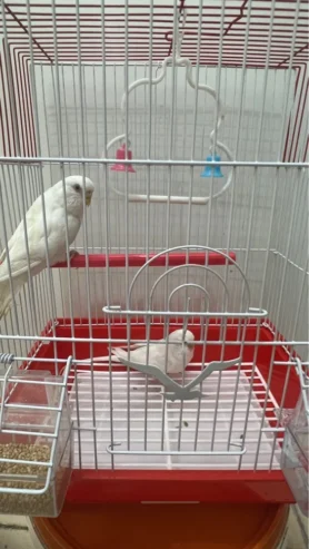 white birds for sale