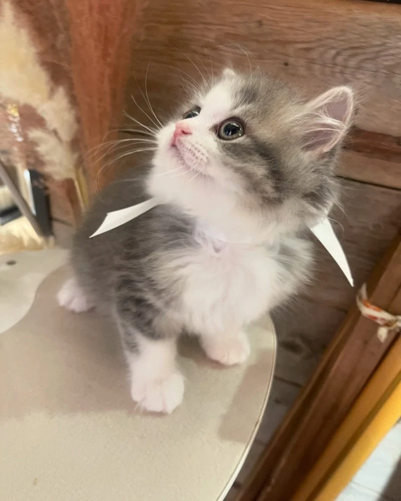 Kitten For Sale (2 months)