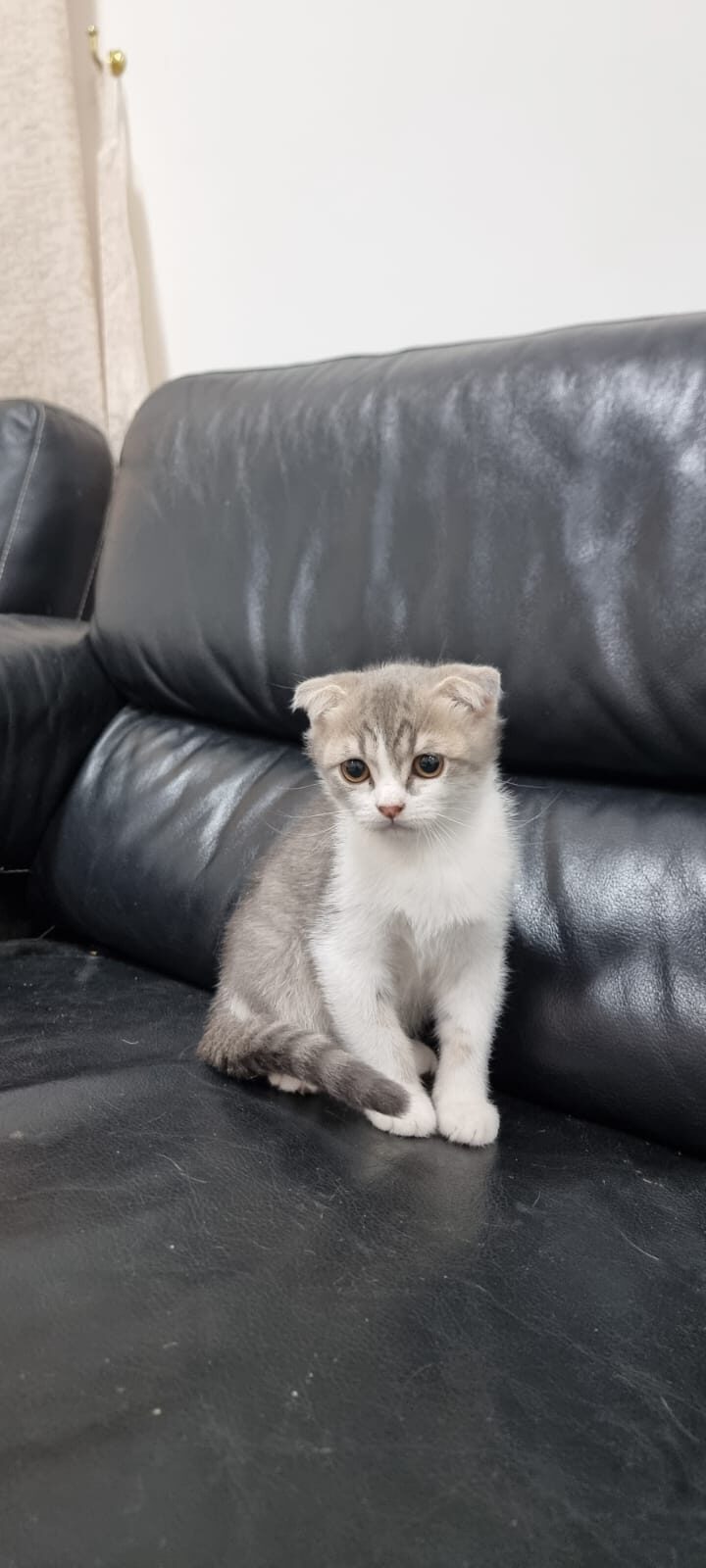 Scottish fold cats for good price