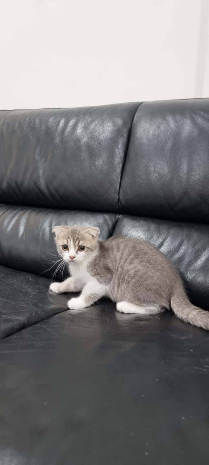 Scottish fold cats for good price