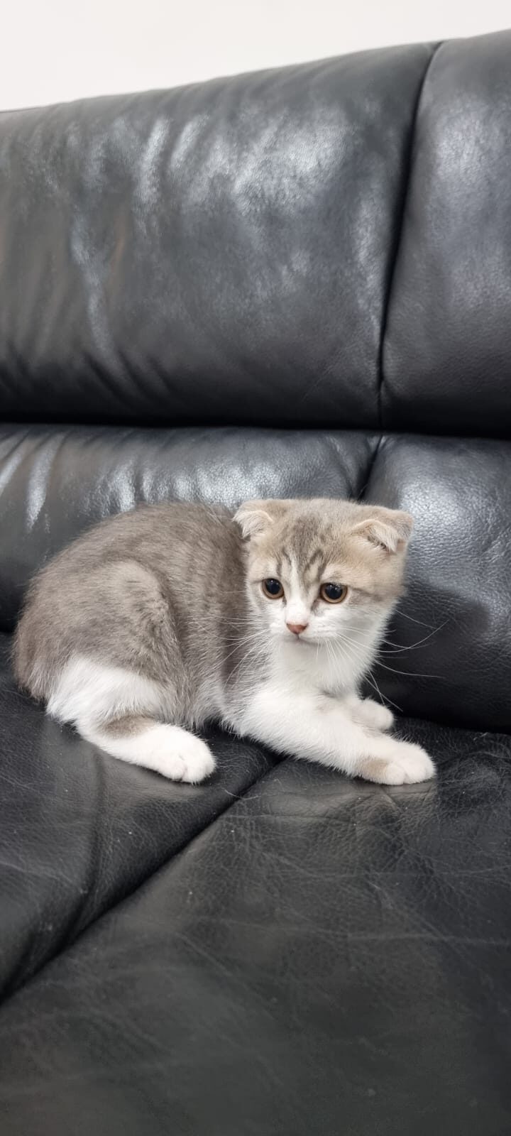 Scottish fold cats for good price