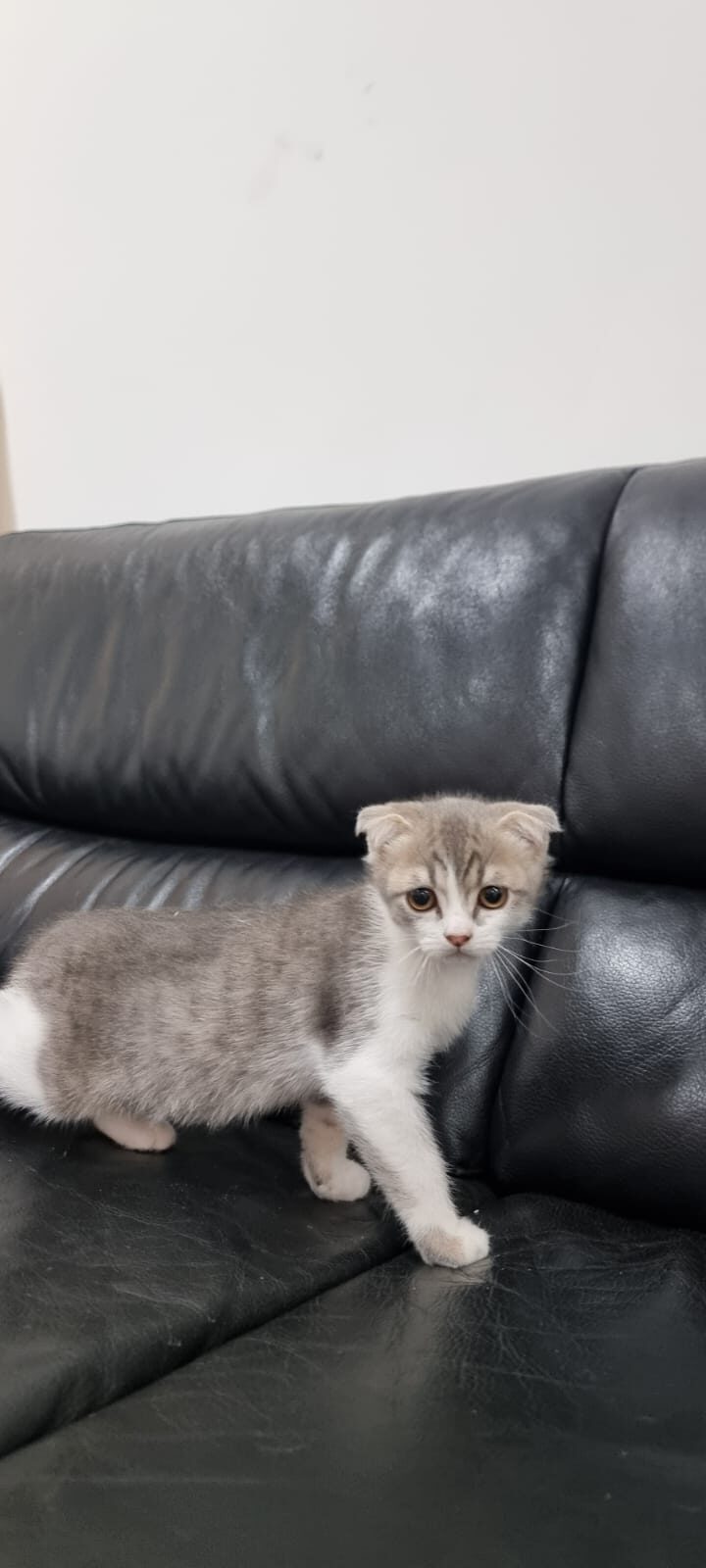 Scottish fold cats for good price