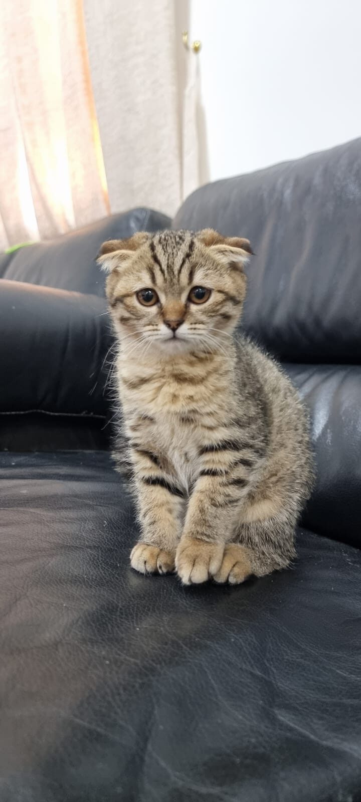 Scottish fold cats for good price