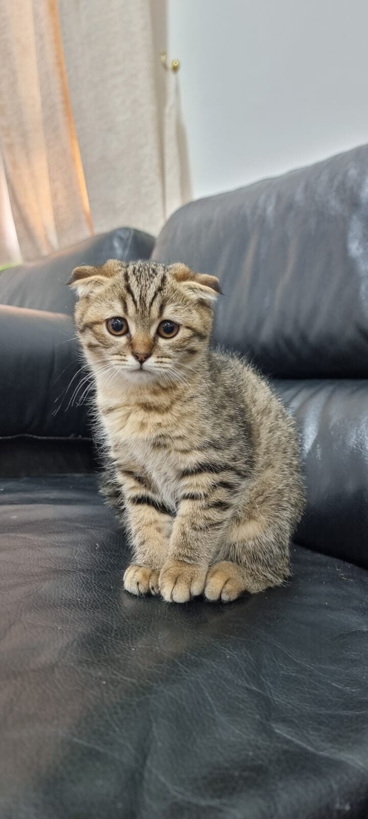 Scottish fold cats for good price
