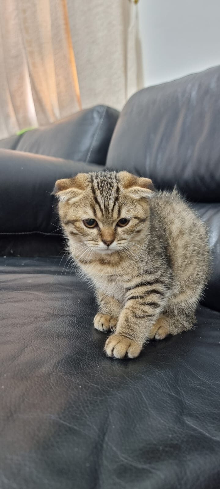 Scottish fold cats for good price