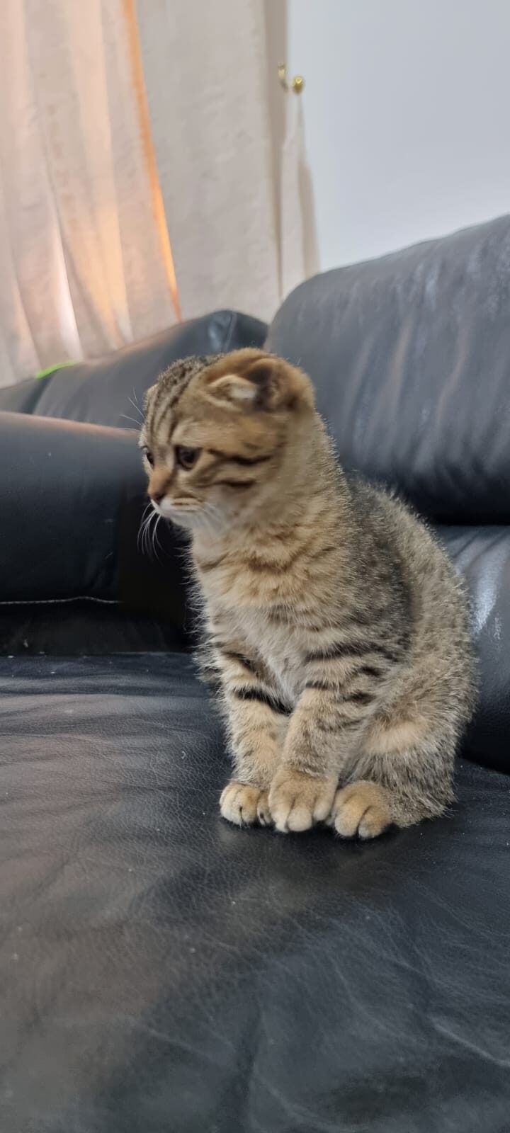 Scottish fold cats for good price