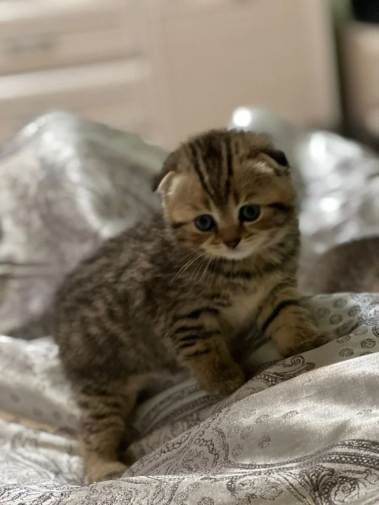 kitten Scottish fold