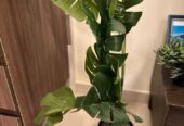 Home Items