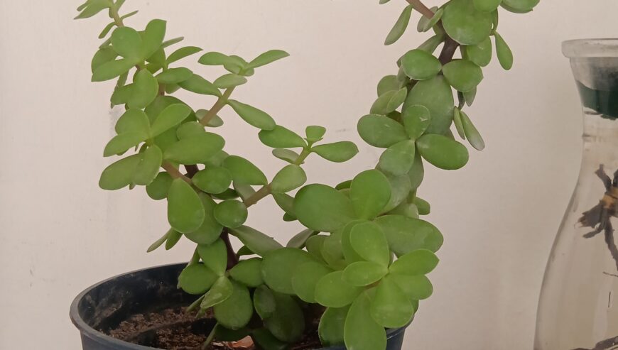 Summer plants