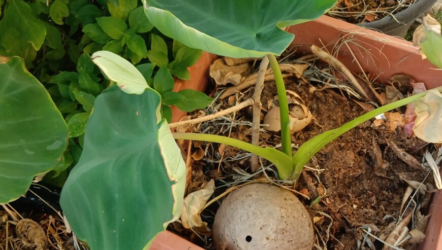 Summer plants