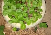 Summer plants