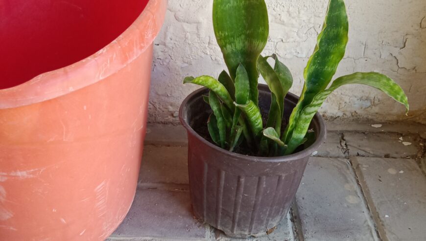 Summer plants