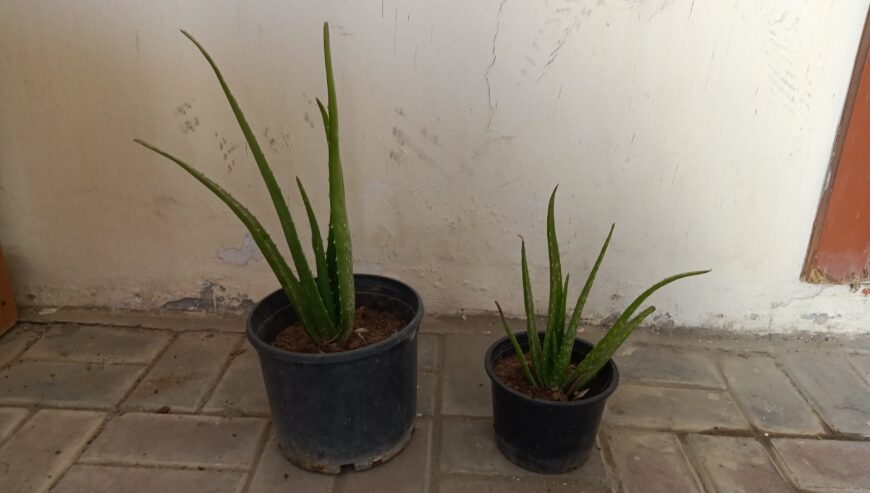 Summer plants