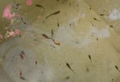 Guppy and Molly fish