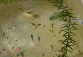 Guppy and Molly fish