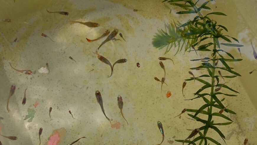 Guppy and Molly fish
