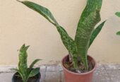 Summer plants