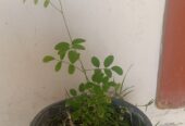 Summer plants