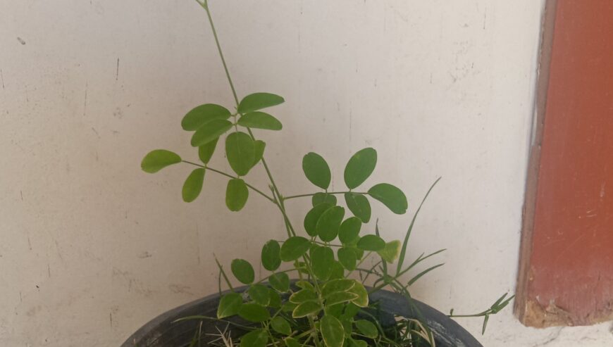 Summer plants