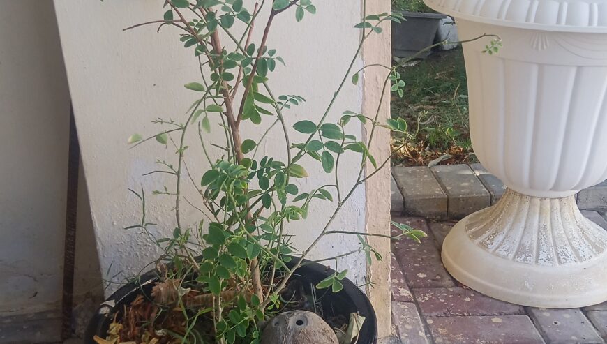 Summer plants