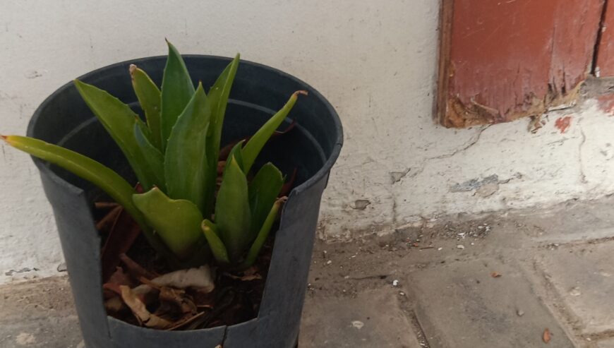 Summer plants
