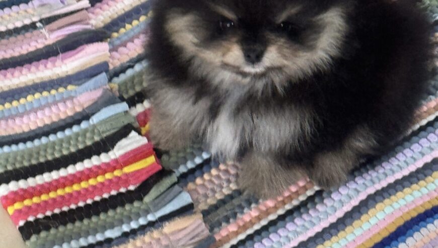 Quality Pomeranian puppy 77904452