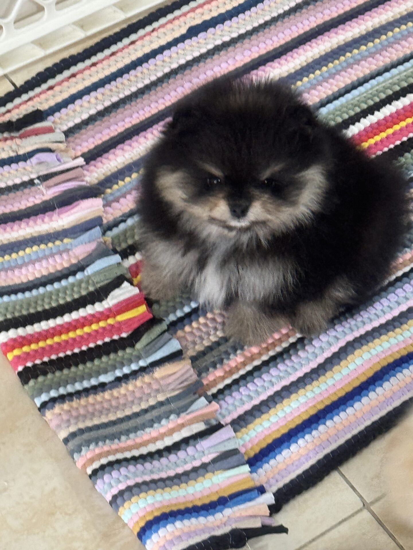 Quality Pomeranian puppy 77904452