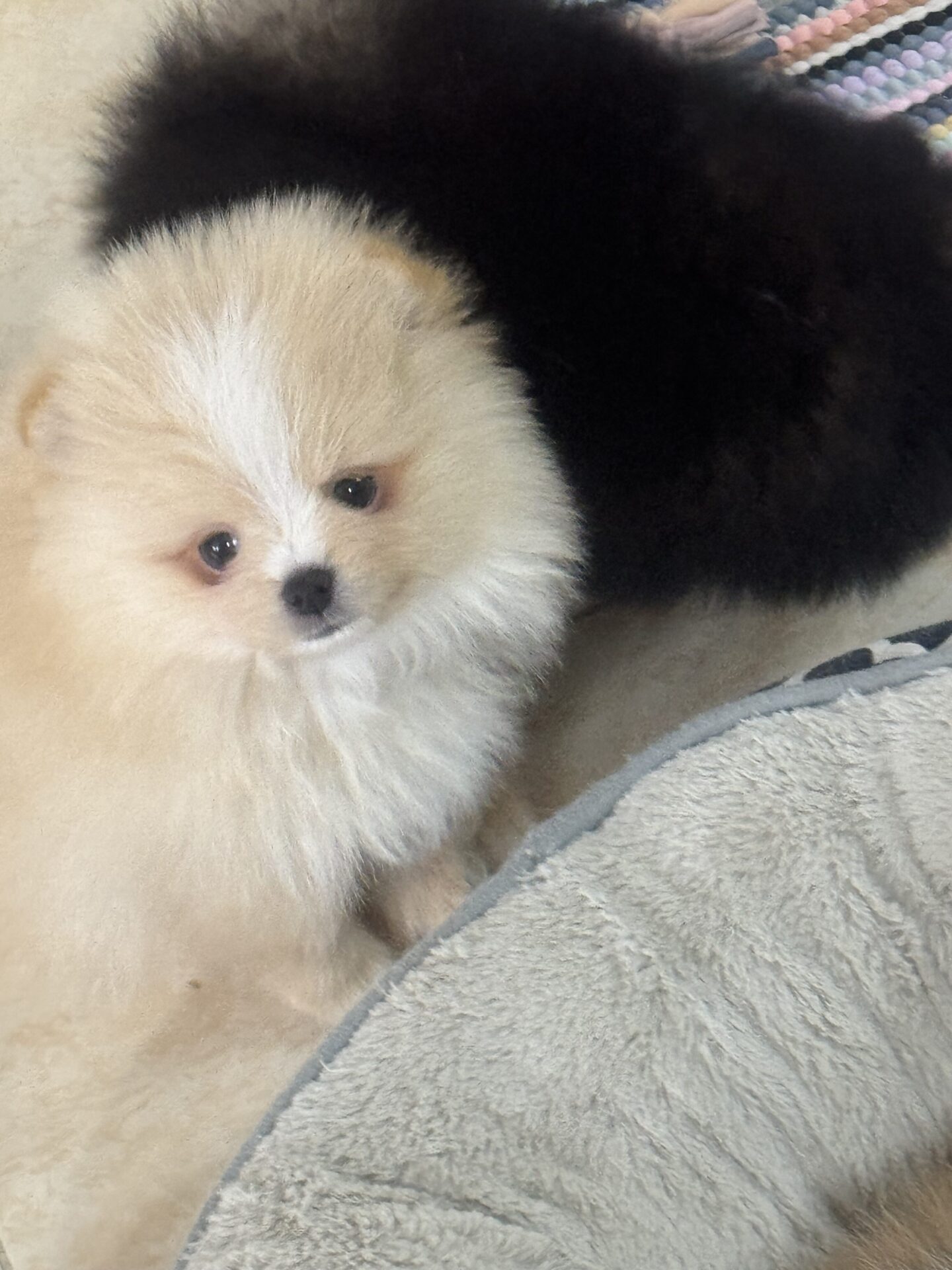 Quality Pomeranian puppy 77904452