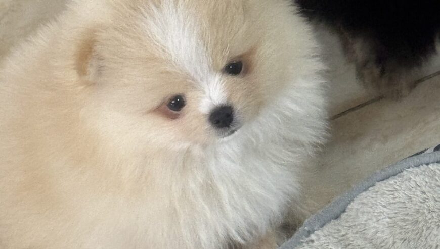 Quality Pomeranian puppy 77904452